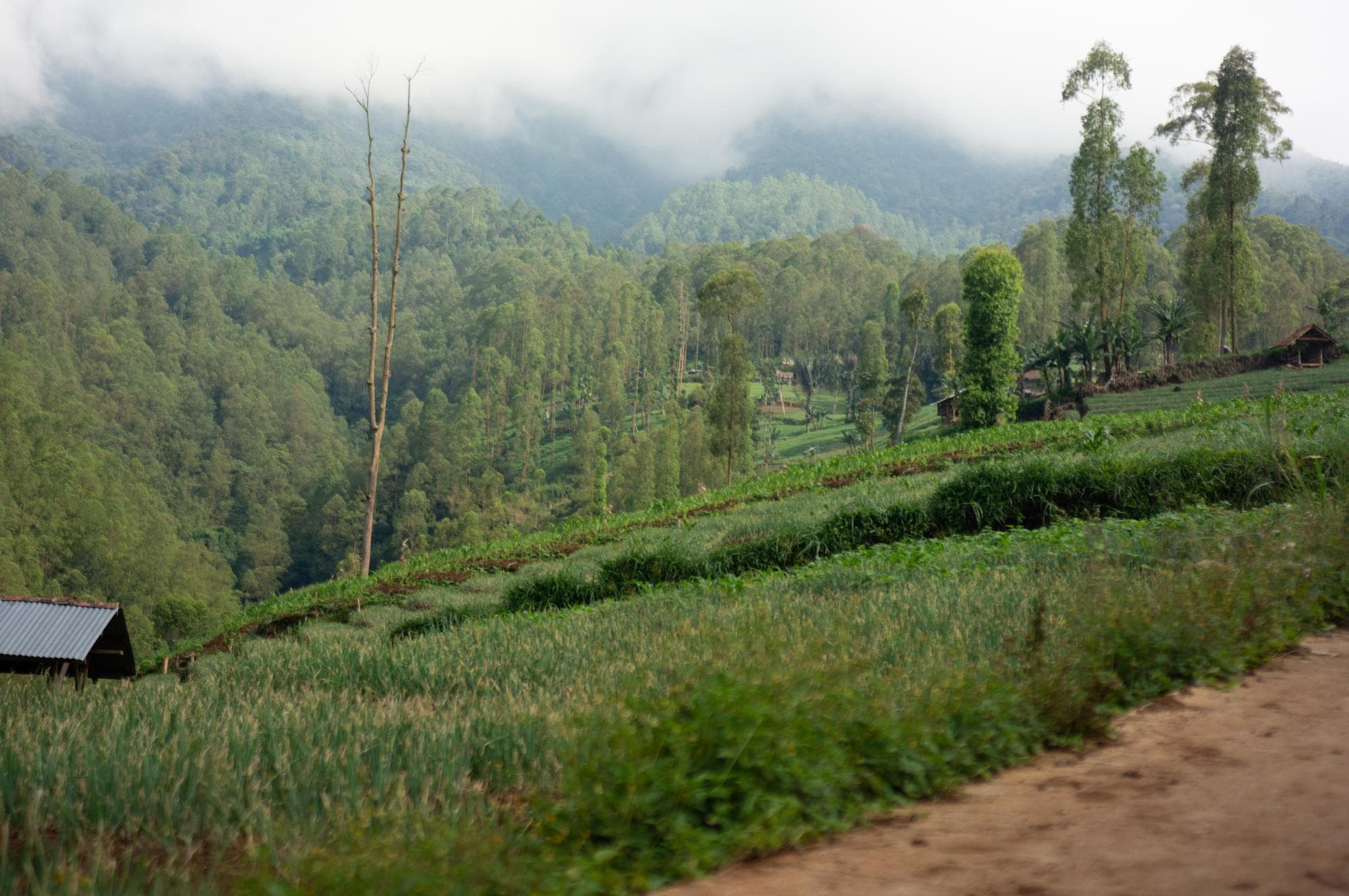Darjeeling