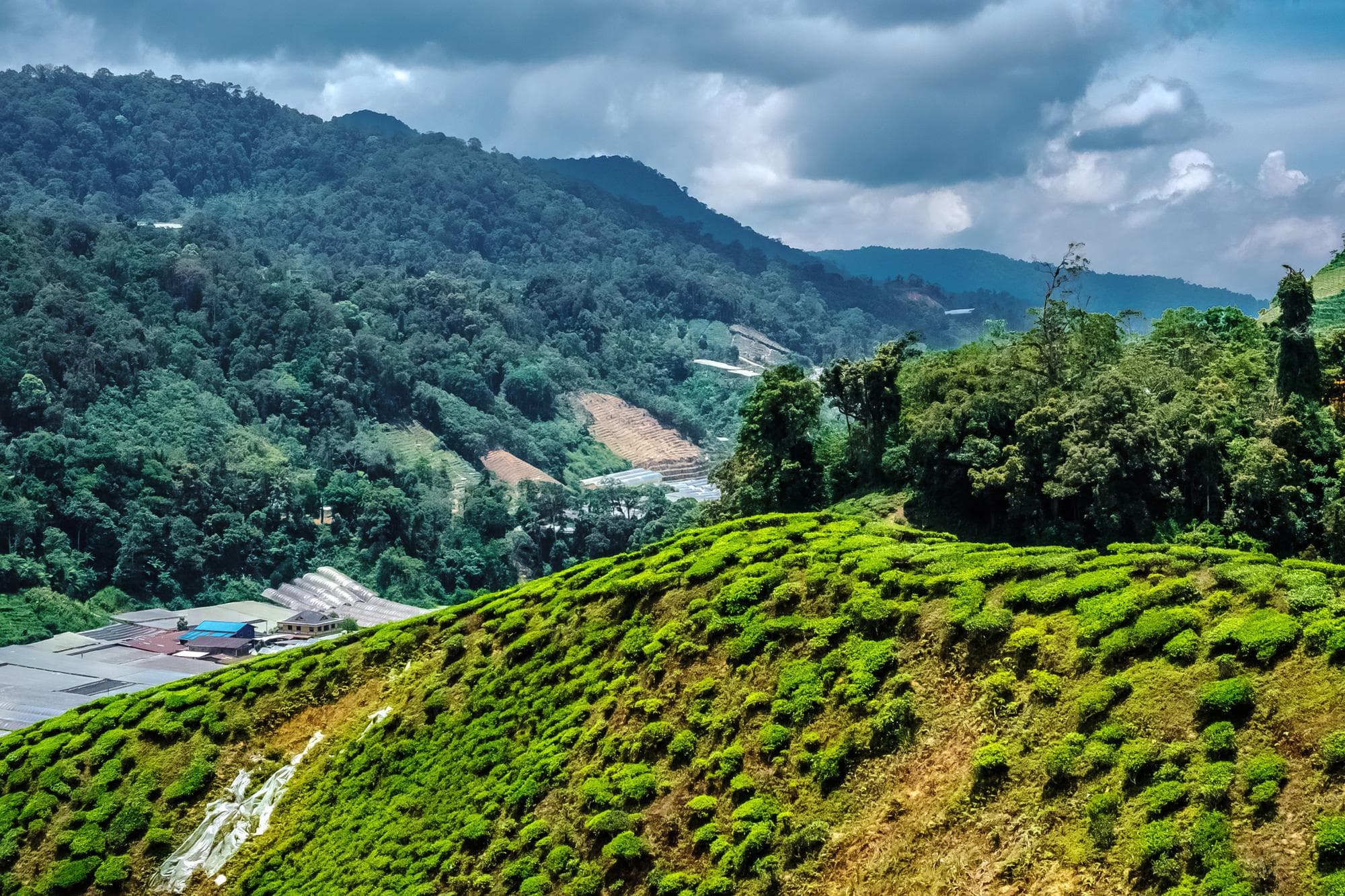 Mangwa highlight